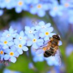 Anfrage zur insektenfreundlichen Gemeinde